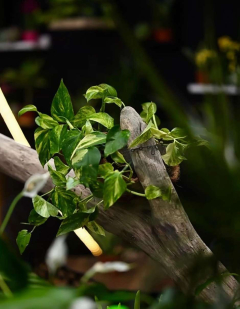 Foresta Belville Nova godina