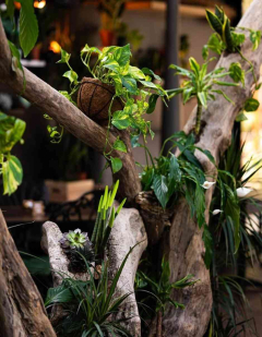 Foresta Belville Nova godina