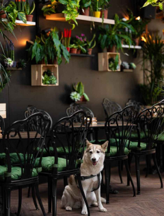 Foresta Belville Nova godina