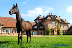 The Jockey Club Surčin Doček Nove godine 